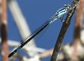 Azure Bluet